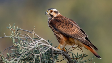 california raptor center