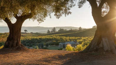 sonoma harvest olive oil winery